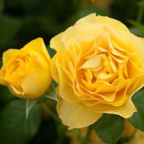 Rosa Leah Tutu™ - amarillo - Árbol de Rosas Inglesa - rosal de pie alto- forma de corona tupida